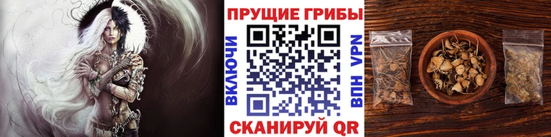 Галлюциногенные грибы Psilocybe  Купить где  Мыски 